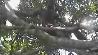 African amateur fuck on the tree 